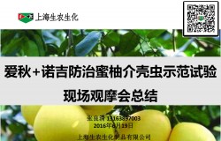 爱秋+诺吉防治蜜柚介壳虫示范试验效果展示