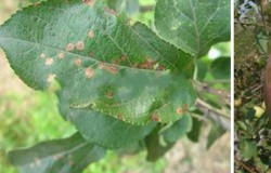 苹果树病虫害识别图